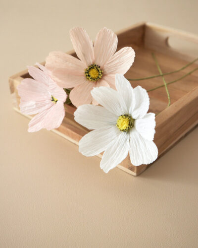 Cosmos Atelier Galeciane