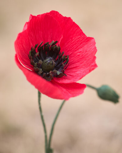 Coquelicot Atelier Galeciane